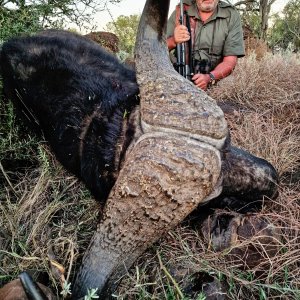 Buffalo Hunting South Africa