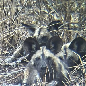 Wild Dogs South Africa