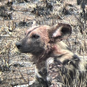 Wild Dogs South Africa