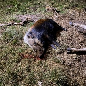 Bushpig Hunting Zimbabwe