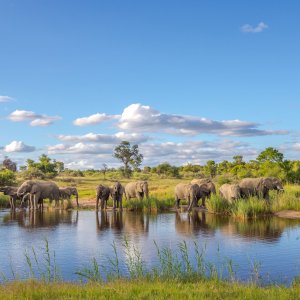 Elephant Herd Waterberg Wilderness Reserve South Africa