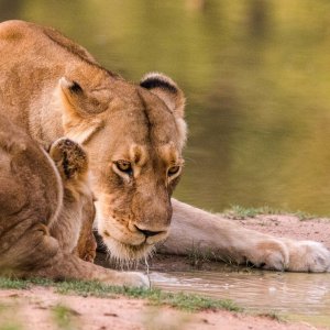 Lioness Waterberg Wilderness Reserve South Africa