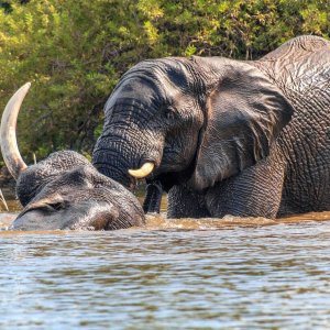 Elephants Waterberg Wilderness Reserve South Africa
