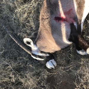 Gemsbok Hunt Kalahari South Africa