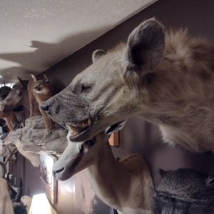 Hyena Shoulder Mount Taxidermy