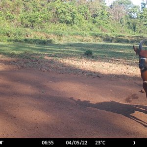 Bongo Trail Camera Central African Republic C.A.R.