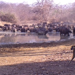 Buffalo herd.