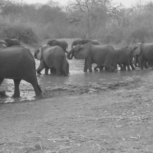 Elephant herd.