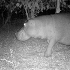 Hippo near camp.