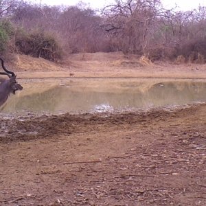 Kudu bull.