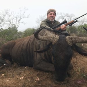 Blue Wildebeest Hunting South Africa