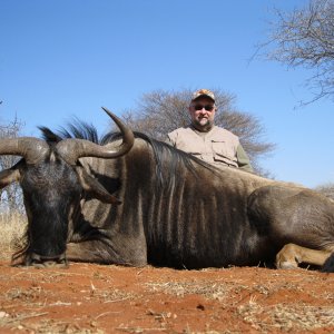 Hunting Blue Wildebeest