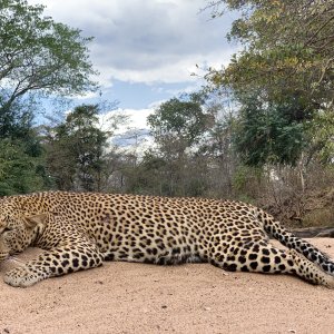 Leopard Hunting Nissa Reserve Mozambique