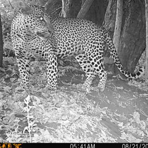 Leopard Trail Camera Mozambique