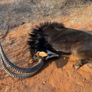 Sable Hunting