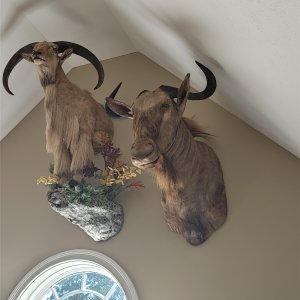Barbary Sheep & Wildebeest Shoulder Mount Taxidermy