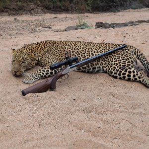 Leopard Hunting Niassa Reserve Mozambique