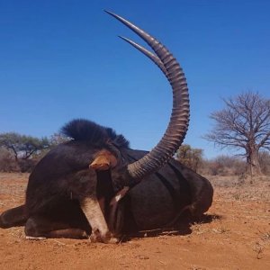 Sable Hunt Bushveld South Africa