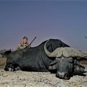 Buffalo Hunt Bushveld South Africa