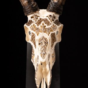 Impala Carved Skull With Bronze Finish