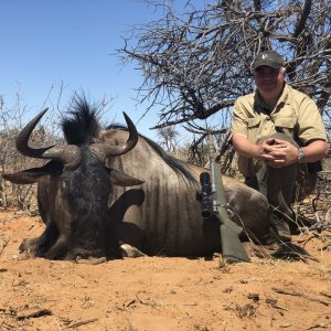 Blue Wildebeest Hunt Kalahari South Africa