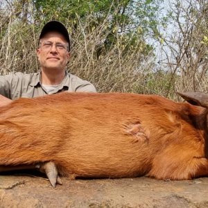 Red Duiker Hunt Polokwane South Africa