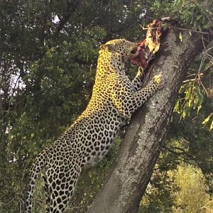Leopard Trail Camera Tanzania
