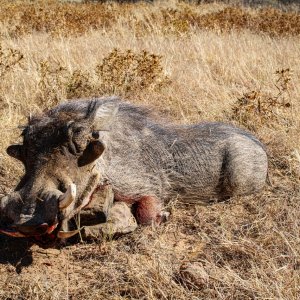 Warthog Hunting Namibia