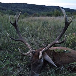 Red Deer Hunt Romania