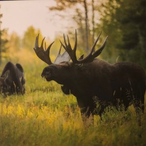Moose Alaska