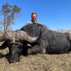 Kwalata Safaris Cape buffalo 2022