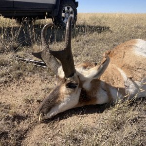 Pronghorn Hunt Colorado