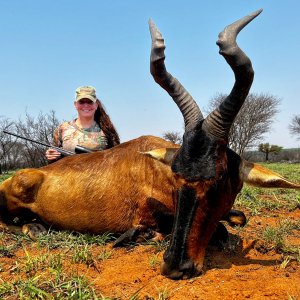 Red Hartebeest Hunt South Africa