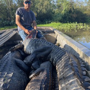 Alligator Hunting