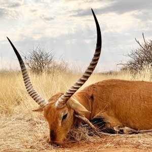 Lechwe Hunt Namibia