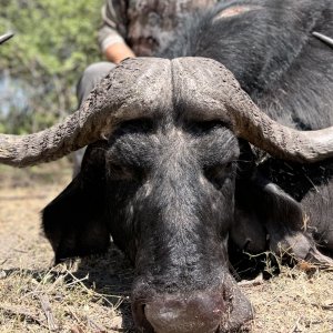 Buffalo Hunt Namibia