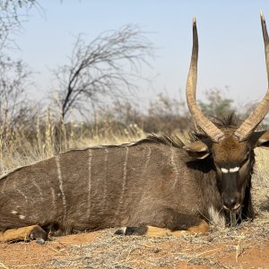 Nyala Hunt Namibia