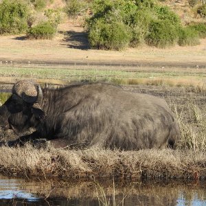 Buffalo Botswana