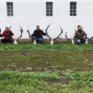 Red Stag Hunt Poland