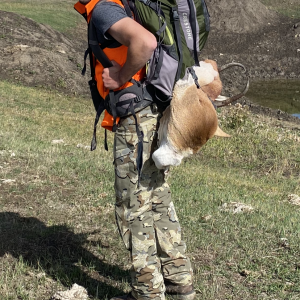 Pronghorn Hunting Colorado