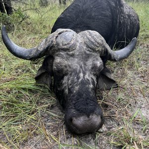 Buffalo Hunting Namibia