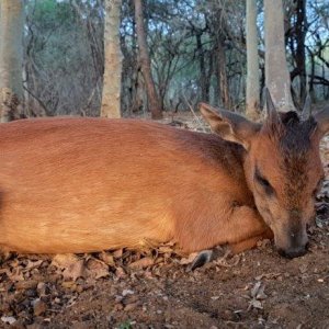 Red Duiker Hunting