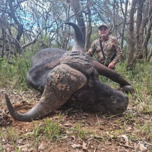 Buffalo Hunting South Africa