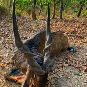 Lord Derby Eland Hunting Cameroon