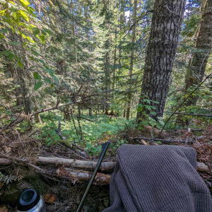 Idaho Black Bear Hunting area