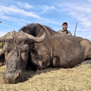 Buffalo Cow Hunt South Africa