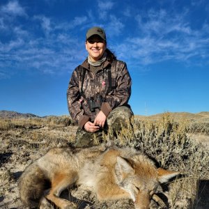 Coyote Hunt Wyoming