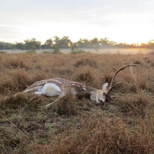 Chital Stag Hunting Australia