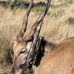 Eland Hunting