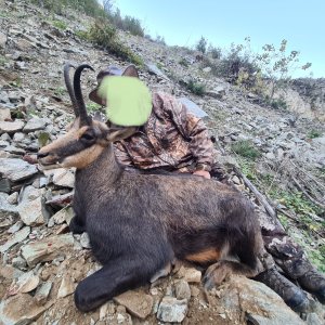 Chamois Hunting Romania
